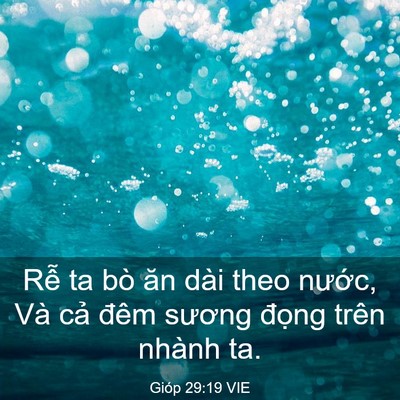 Picture 03 - Gióp 29:19 VIE - Rễ ta bò ăn dài theo nước, Và cả đêm - Bible Verse Picture