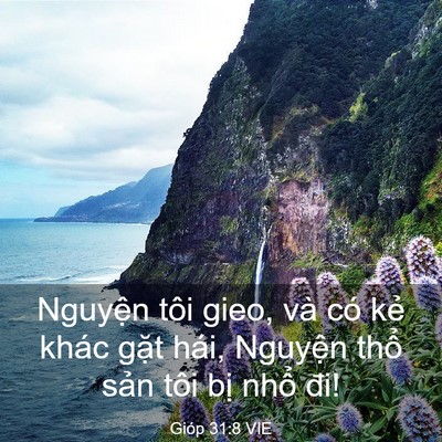 Picture 03 - Gióp 31:8 VIE - Nguyện tôi gieo, và có kẻ khác gặt - Bible Verse Picture