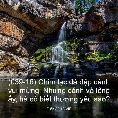 Picture 03 - Gióp 39:13 VIE - (039-16) Chim lạc đà đập cánh vui mừng; - Bible Verse Picture