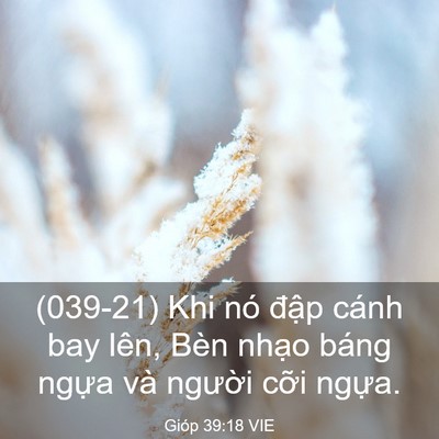 Picture 03 - Gióp 39:18 VIE - (039-21) Khi nó đập cánh bay lên, Bèn - Bible Verse Picture
