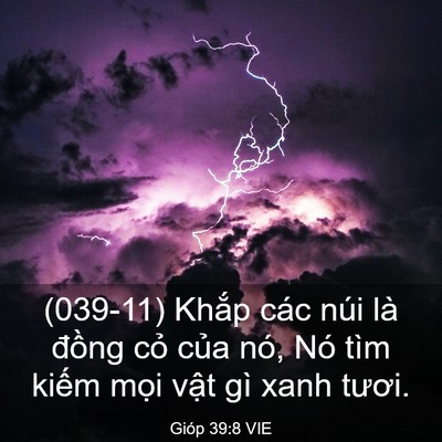 Picture 03 - Gióp 39:8 VIE - (039-11) Khắp các núi là đồng cỏ của - Bible Verse Picture