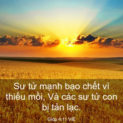 Picture 03 - Gióp 4:11 VIE - Sư tử mạnh bạo chết vì thiếu mồi, - Bible Verse Picture