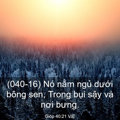 Picture 03 - Gióp 40:21 VIE - (040-16) Nó nằm ngủ dưới bông sen, Trong - Bible Verse Picture