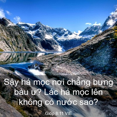Picture 03 - Gióp 8:11 VIE - Sậy há mọc nơi chẳng bưng bàu ư? Lác - Bible Verse Picture