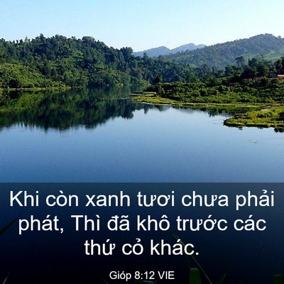 Picture 03 - Gióp 8:12 VIE - Khi còn xanh tươi chưa phải phát, Thì - Bible Verse Picture