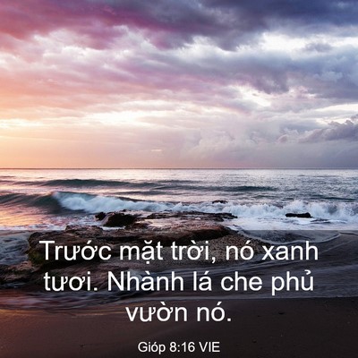 Picture 03 - Gióp 8:16 VIE - Trước mặt trời, nó xanh tươi. Nhành - Bible Verse Picture