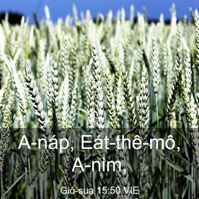 Picture 03 - Giô-sua 15:50 VIE - A-náp, Eát-thê-mô, - Bible Verse Picture