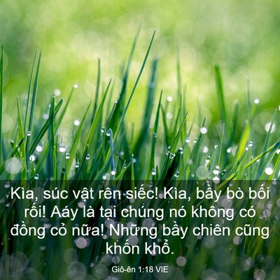 Picture 03 - Giô-ên 1:18 VIE - Kìa, súc vật rên siếc! Kìa, bầy bò - Bible Verse Picture