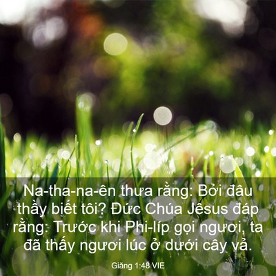 Picture 03 - Giăng 1:48 VIE - Na-tha-na-ên thưa rằng: Bởi đâu thầy - Bible Verse Picture
