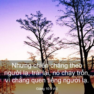 Picture 03 - Giăng 10:5 VIE - Nhưng chiên chẳng theo người lạ; trái - Bible Verse Picture