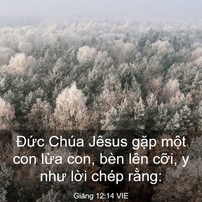 Picture 03 - Giăng 12:14 VIE - Đức Chúa Jêsus gặp một con lừa con, - Bible Verse Picture