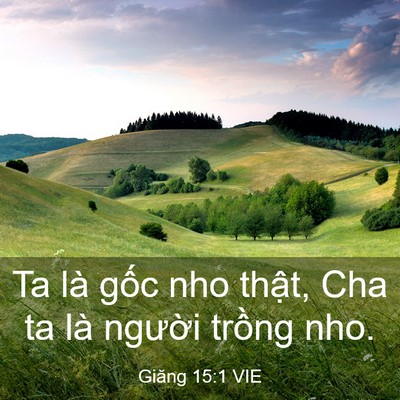 Picture 03 - Giăng 15:1 VIE - Ta là gốc nho thật, Cha ta là người - Bible Verse Picture