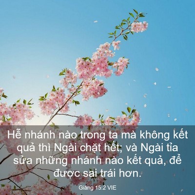 Picture 03 - Giăng 15:2 VIE - Hễ nhánh nào trong ta mà không kết quả - Bible Verse Picture