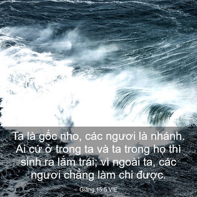 Picture 03 - Giăng 15:5 VIE - Ta là gốc nho, các ngươi là nhánh. Ai - Bible Verse Picture