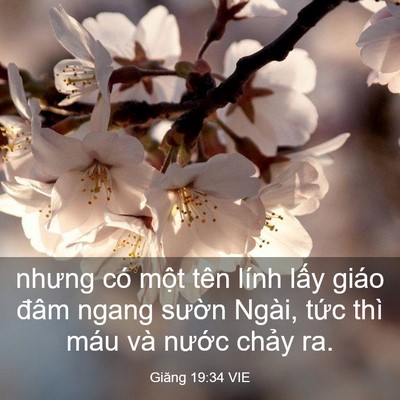 Picture 03 - Giăng 19:34 VIE - nhưng có một tên lính lấy giáo đâm - Bible Verse Picture