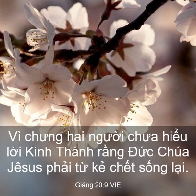Picture 03 - Giăng 20:9 VIE - Vì chưng hai người chưa hiểu lời Kinh - Bible Verse Picture