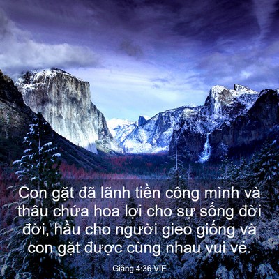 Picture 03 - Giăng 4:36 VIE - Con gặt đã lãnh tiền công mình và thâu - Bible Verse Picture