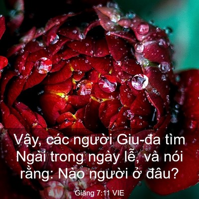 Picture 03 - Giăng 7:11 VIE - Vậy, các người Giu-đa tìm Ngài trong - Bible Verse Picture