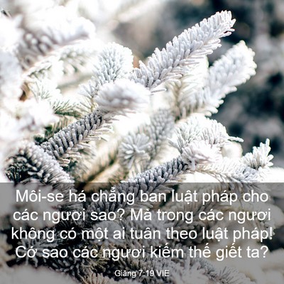 Picture 03 - Giăng 7:19 VIE - Môi-se há chẳng ban luật pháp cho các - Bible Verse Picture
