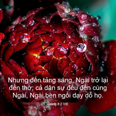 Picture 03 - Giăng 8:2 VIE - Nhưng đến tảng sáng, Ngài trở lại - Bible Verse Picture