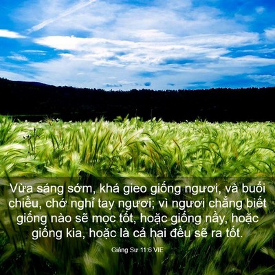 Picture 03 - Giảng Sư 11:6 VIE - Vừa sáng sớm, khá gieo giống ngươi, và - Bible Verse Picture