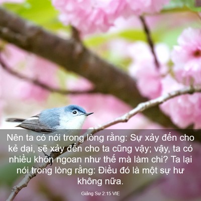 Picture 03 - Giảng Sư 2:15 VIE - Nên ta có nói trong lòng rằng: Sự xảy - Bible Verse Picture