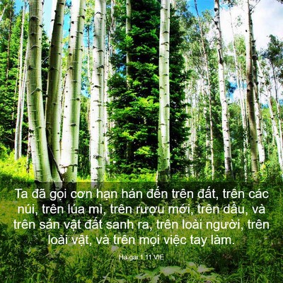 Picture 03 - Ha-gai 1:11 VIE - Ta đã gọi cơn hạn hán đến trên - Bible Verse Picture