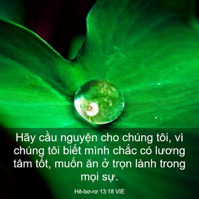 Picture 03 - Hê-bơ-rơ 13:18 VIE - Hãy cầu nguyện cho chúng tôi, vì chúng - Bible Verse Picture