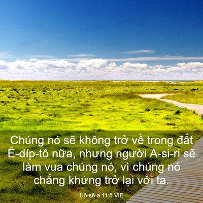 Picture 03 - Hô-sê-a 11:5 VIE - Chúng nó sẽ không trở về trong đất - Bible Verse Picture