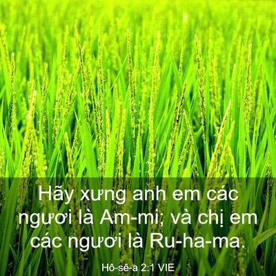 Picture 03 - Hô-sê-a 2:1 VIE - Hãy xưng anh em các ngươi là Am-mi; và - Bible Verse Picture