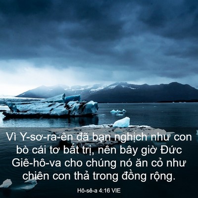 Picture 03 - Hô-sê-a 4:16 VIE - Vì Y-sơ-ra-ên đã bạn nghịch như con bò - Bible Verse Picture