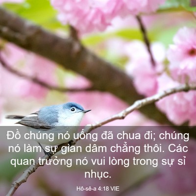 Picture 03 - Hô-sê-a 4:18 VIE - Đồ chúng nó uống đã chua đi; chúng nó - Bible Verse Picture