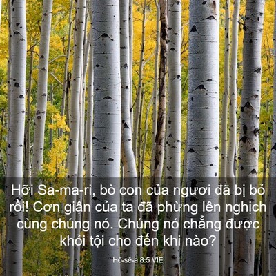 Picture 03 - Hô-sê-a 8:5 VIE - Hỡi Sa-ma-ri, bò con của ngươi đã bị - Bible Verse Picture