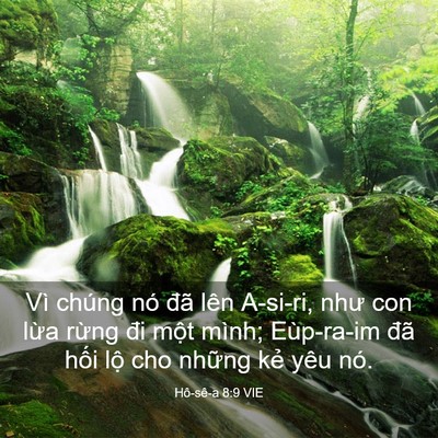 Picture 03 - Hô-sê-a 8:9 VIE - Vì chúng nó đã lên A-si-ri, như con lừa - Bible Verse Picture
