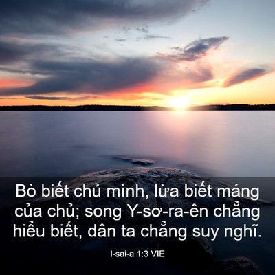 Picture 03 - I-sai-a 1:3 VIE - Bò biết chủ mình, lừa biết máng của - Bible Verse Picture
