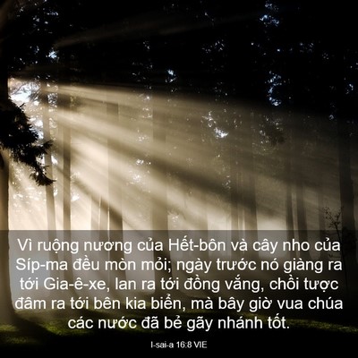 Picture 03 - I-sai-a 16:8 VIE - Vì ruộng nương của Hết-bôn và cây nho - Bible Verse Picture