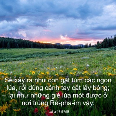 Picture 03 - I-sai-a 17:5 VIE - Sẽ xảy ra như con gặt túm các ngọn - Bible Verse Picture