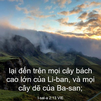 Picture 03 - I-sai-a 2:13 VIE - lại đến trên mọi cây bách cao lớn - Bible Verse Picture
