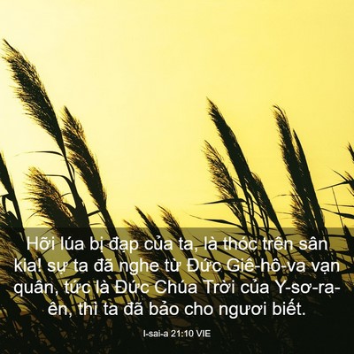 Picture 03 - I-sai-a 21:10 VIE - Hỡi lúa bị đạp của ta, là thóc trên - Bible Verse Picture