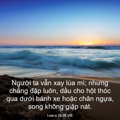 Picture 03 - I-sai-a 28:28 VIE - Người ta vẫn xay lúa mì; nhưng chẳng - Bible Verse Picture