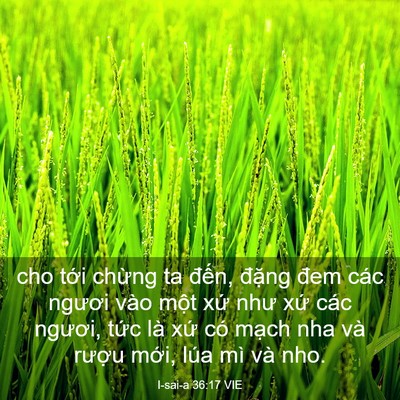 Picture 03 - I-sai-a 36:17 VIE - cho tới chừng ta đến, đặng đem các - Bible Verse Picture