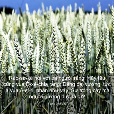 Picture 03 - I-sai-a 36:4 VIE - Ráp-sa-kê nói với ba người rằng: Hãy - Bible Verse Picture
