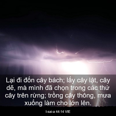 Picture 03 - I-sai-a 44:14 VIE - Lại đi đốn cây bách; lấy cây lật, - Bible Verse Picture