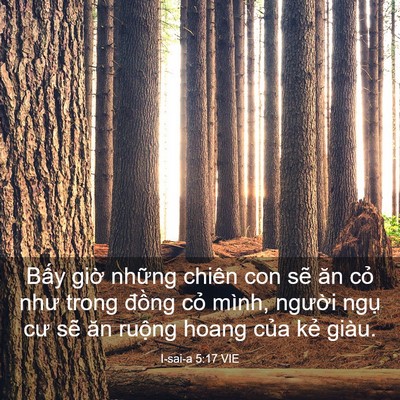 Picture 03 - I-sai-a 5:17 VIE - Bấy giờ những chiên con sẽ ăn cỏ như - Bible Verse Picture