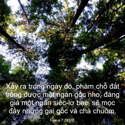 Picture 03 - I-sai-a 7:23 VIE - Xảy ra trong ngày đó, phàm chỗ đất - Bible Verse Picture