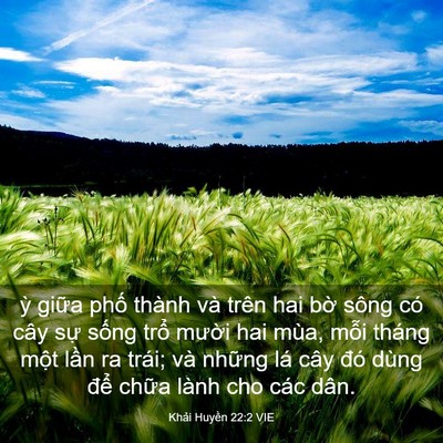 Picture 03 - Khải Huyền 22:2 VIE - ỳ giữa phố thành và trên hai bờ sông - Bible Verse Picture
