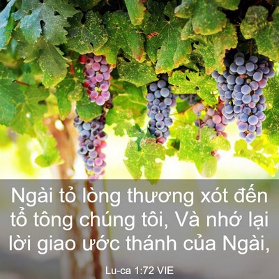 Picture 03 - Lu-ca 1:72 VIE - Ngài tỏ lòng thương xót đến tổ tông - Bible Verse Picture