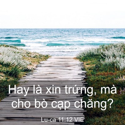 Picture 03 - Lu-ca 11:12 VIE - Hay là xin trứng, mà cho bò cạp - Bible Verse Picture