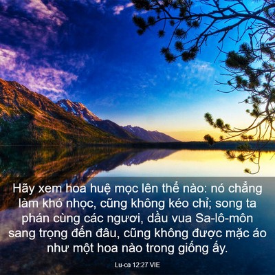 Picture 03 - Lu-ca 12:27 VIE - Hãy xem hoa huệ mọc lên thể nào: nó - Bible Verse Picture