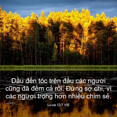 Picture 03 - Lu-ca 12:7 VIE - Dầu đến tóc trên đầu các ngươi cũng - Bible Verse Picture